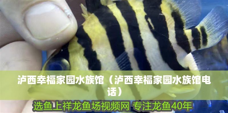 瀘西水族店|瀘西縣擁有多家特色水族館及水族店及水族店鋪的詳細信息