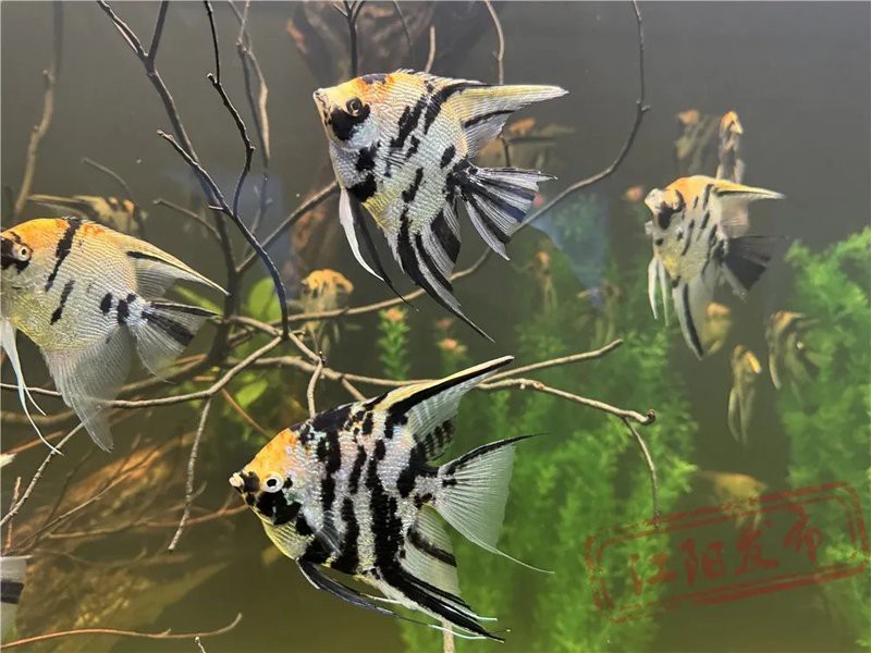 瀘西水族店|瀘西縣擁有多家特色水族館及水族店及水族店鋪的詳細信息