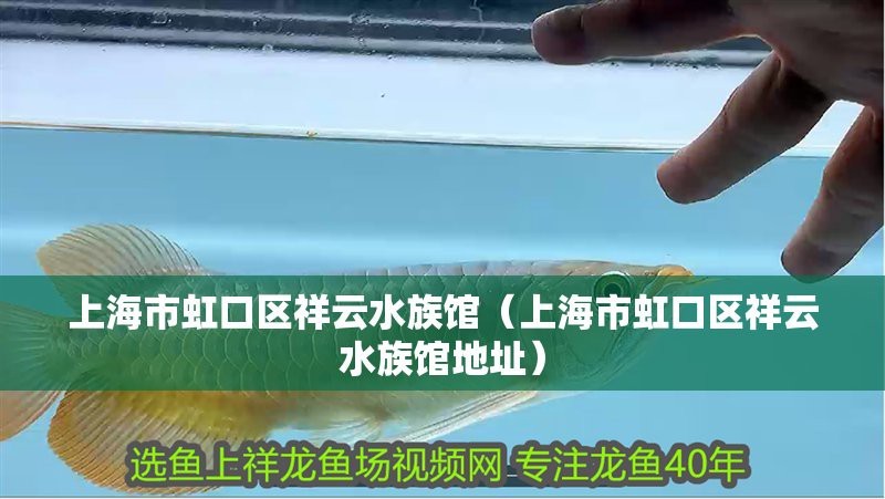 虹口水族店|虹口水族探秘：祥云水族館的海洋奇緣
