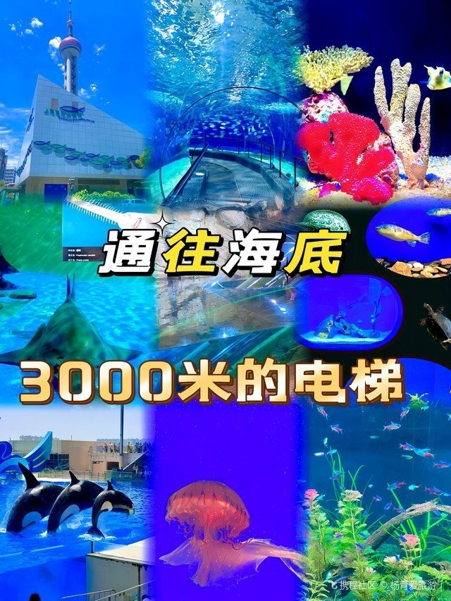 虹口水族店|虹口水族探秘：<strong><mark>祥云</mark></strong>水族館的海洋奇緣