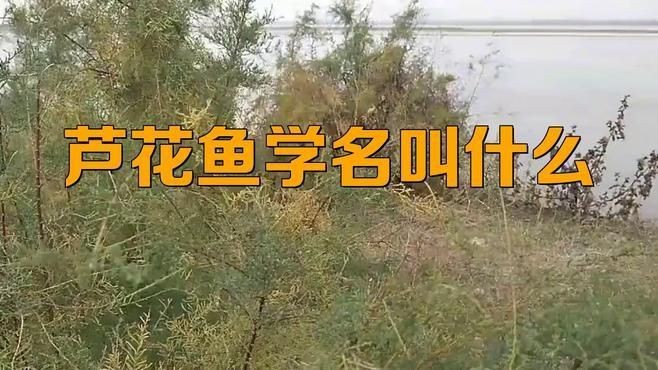 蘆花鯽魚|什么鯽魚長(zhǎng)得最大碼