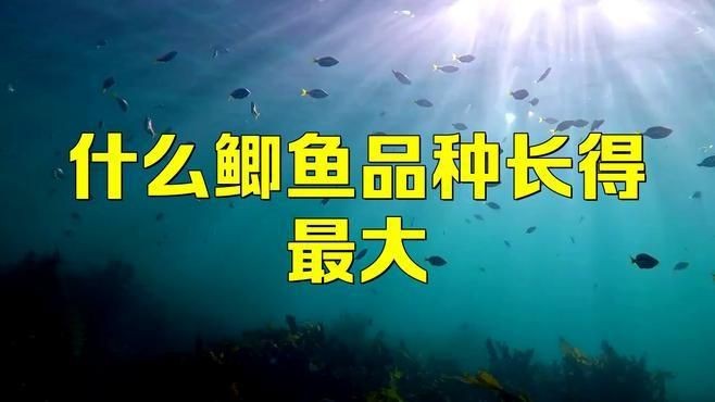 蘆花鯽魚|什么鯽魚長(zhǎng)得最大碼
