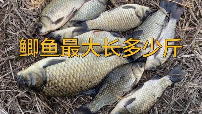 蘆花鯽魚|什么鯽魚長(zhǎng)得最大碼