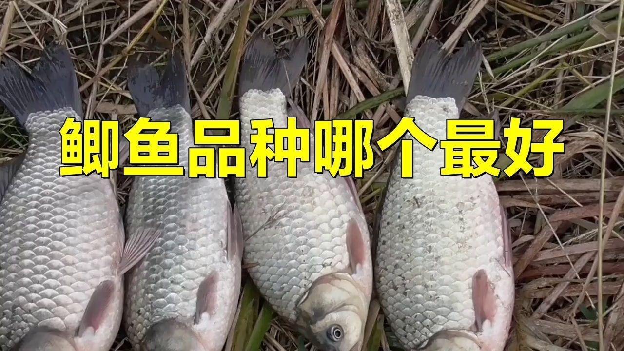 蘆花鯽魚|什么鯽魚長(zhǎng)得最大碼