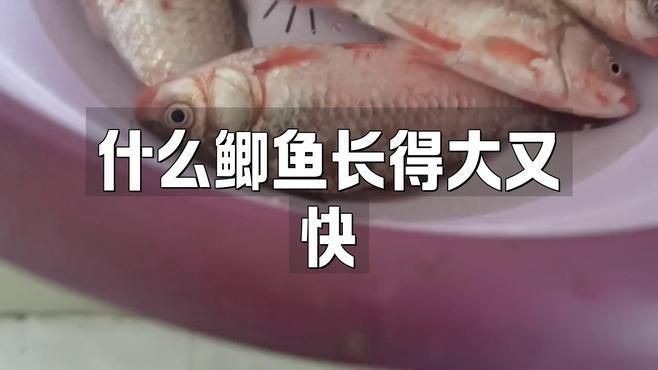 蘆花鯽魚|什么鯽魚長(zhǎng)得最大碼