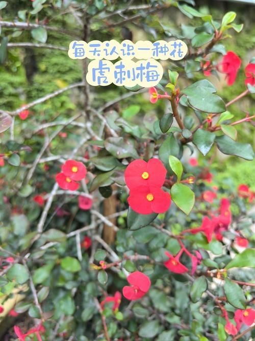 虎刺花圖片|農村常見虎刺，別名繡花針，鳥不踏，鳥不宿，根是藥材，認識是寶