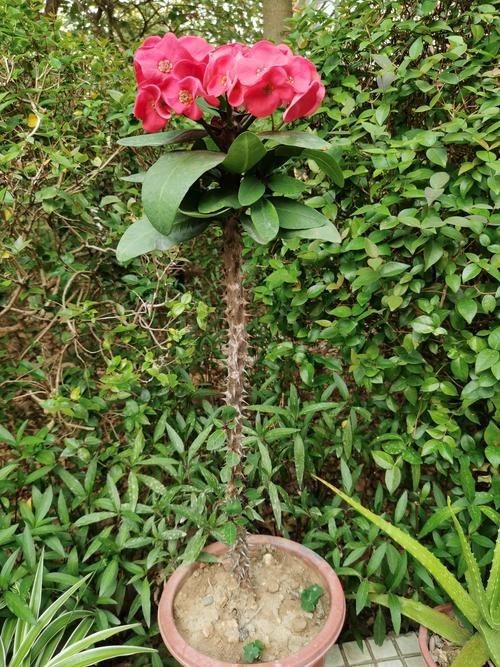 虎刺花圖片|農村常見虎刺，別名繡花針，鳥不踏，鳥不宿，根是藥材，認識是寶
