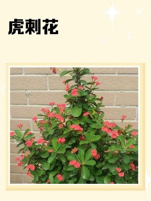 虎刺花圖片|農村常見虎刺，別名繡花針，鳥不踏，鳥不宿，根是藥材，認識是寶