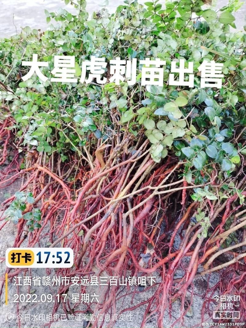 虎刺花圖片|農村常見虎刺，別名繡花針，鳥不踏，鳥不宿，根是藥材，認識是寶