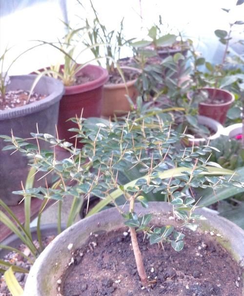 虎刺花圖片|農村常見虎刺，別名繡花針，鳥不踏，鳥不宿，根是藥材，認識是寶