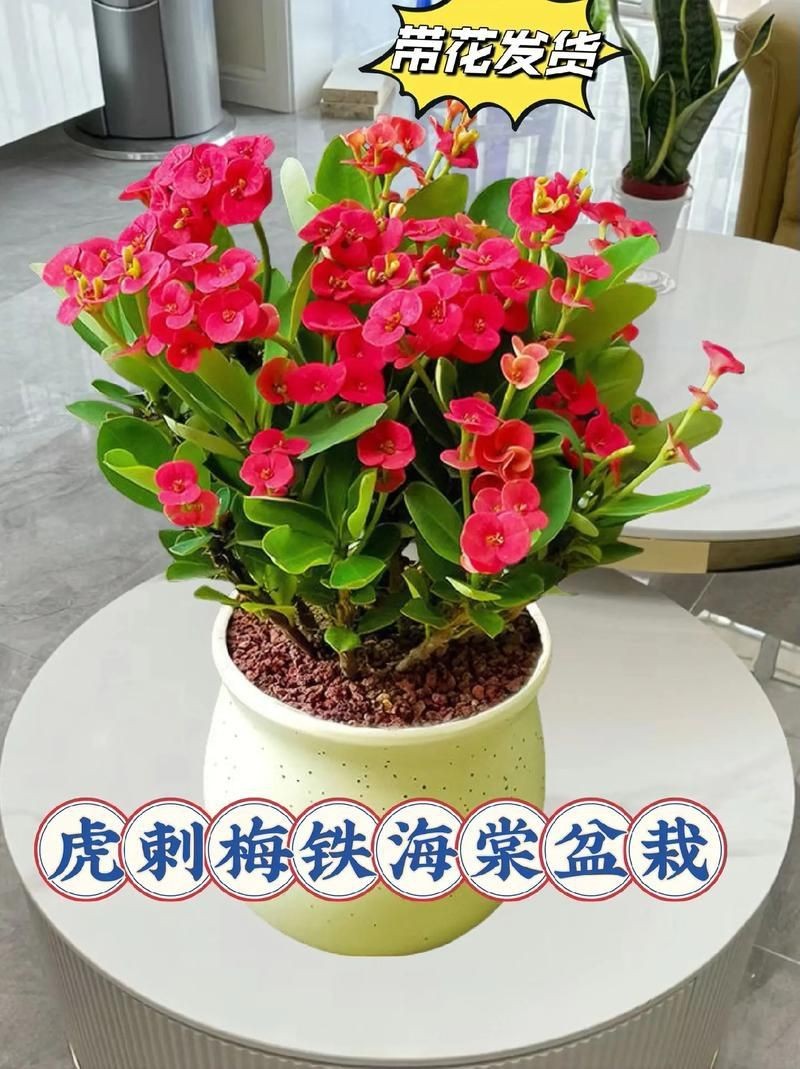 虎刺花圖片|農村常見虎刺，別名繡花針，鳥不踏，鳥不宿，根是藥材，認識是寶