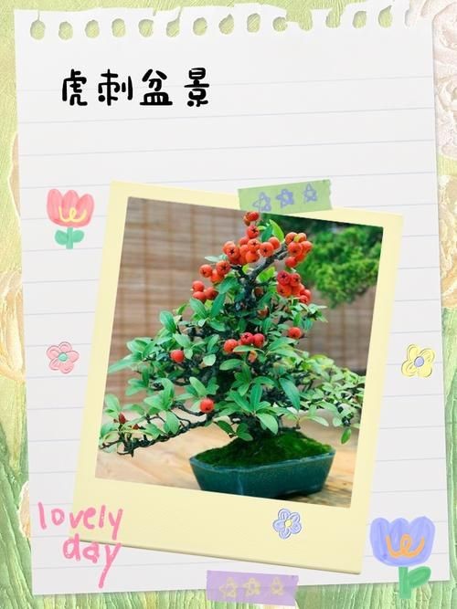 虎刺花圖片|農村常見虎刺，別名繡花針，鳥不踏，鳥不宿，根是藥材，認識是寶
