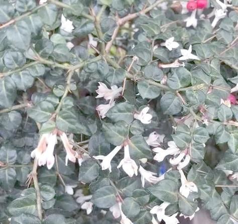 虎刺花圖片|農村常見虎刺，別名繡花針，鳥不踏，鳥不宿，根是藥材，認識是寶