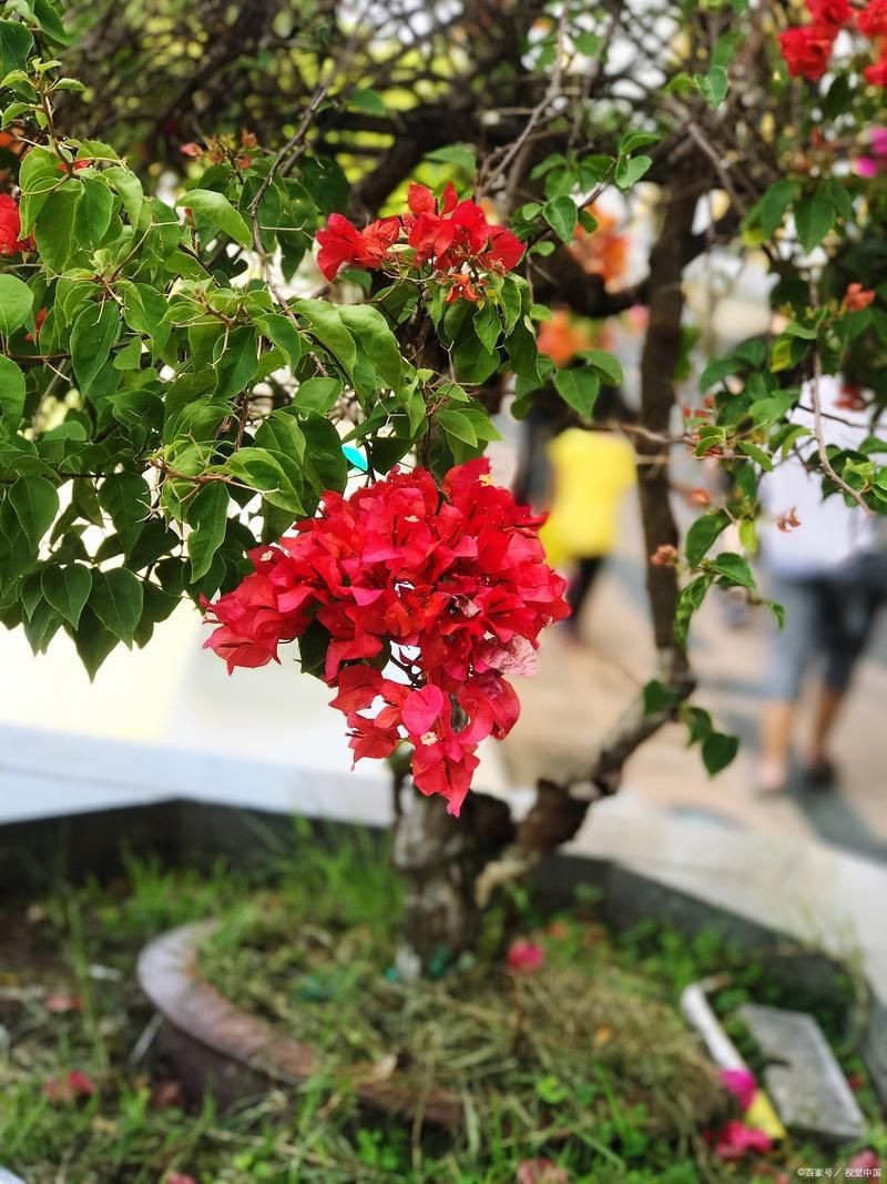 虎刺花圖片|農村常見虎刺，別名繡花針，鳥不踏，鳥不宿，根是藥材，認識是寶