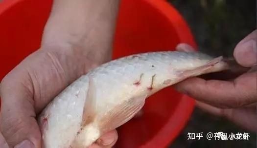 魚塘魚身上長紅血點|養殖魚身上有紅斑是什么原因