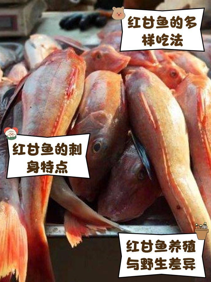 紅甘魚最佳吃法