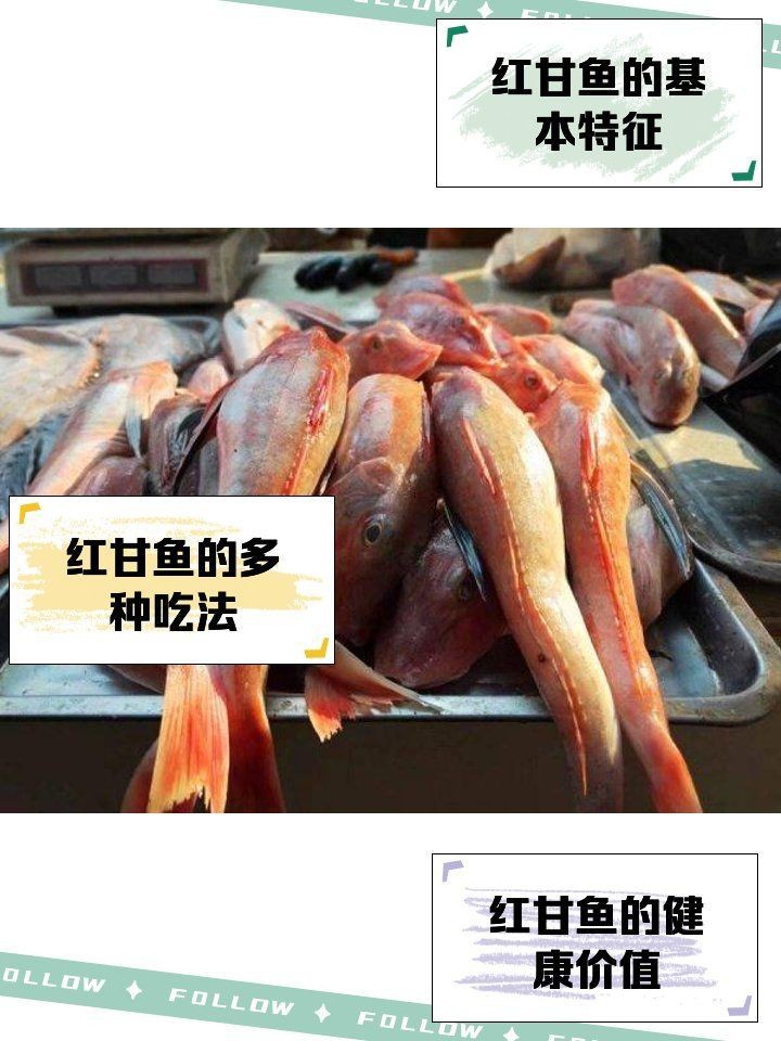 紅甘魚最佳吃法