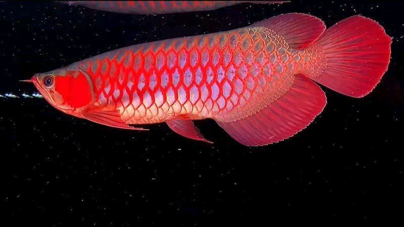 紅龍魚戰車圖鑒最新版本更新內容|關于紅龍魚戰車的最新圖鑒