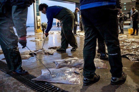 韓國臭魚叫什么|揭秘韓國“臭”名鼎鼎的黑暗料理—斑鰩，摩根汪汪