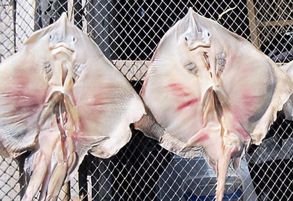 韓國臭魚叫什么|揭秘韓國“臭”名鼎鼎的黑暗料理—斑鰩，摩根汪汪