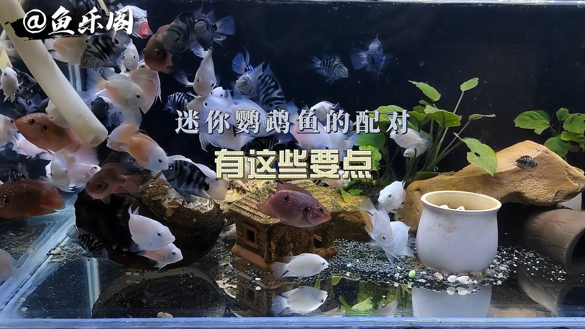 迷你鸚鵡魚一只總追另一只|迷你鸚鵡魚出現追逐行為怎么辦
