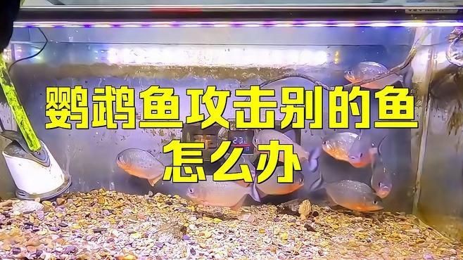 迷你鸚鵡魚一只總追另一只|迷你鸚鵡魚出現追逐行為怎么辦