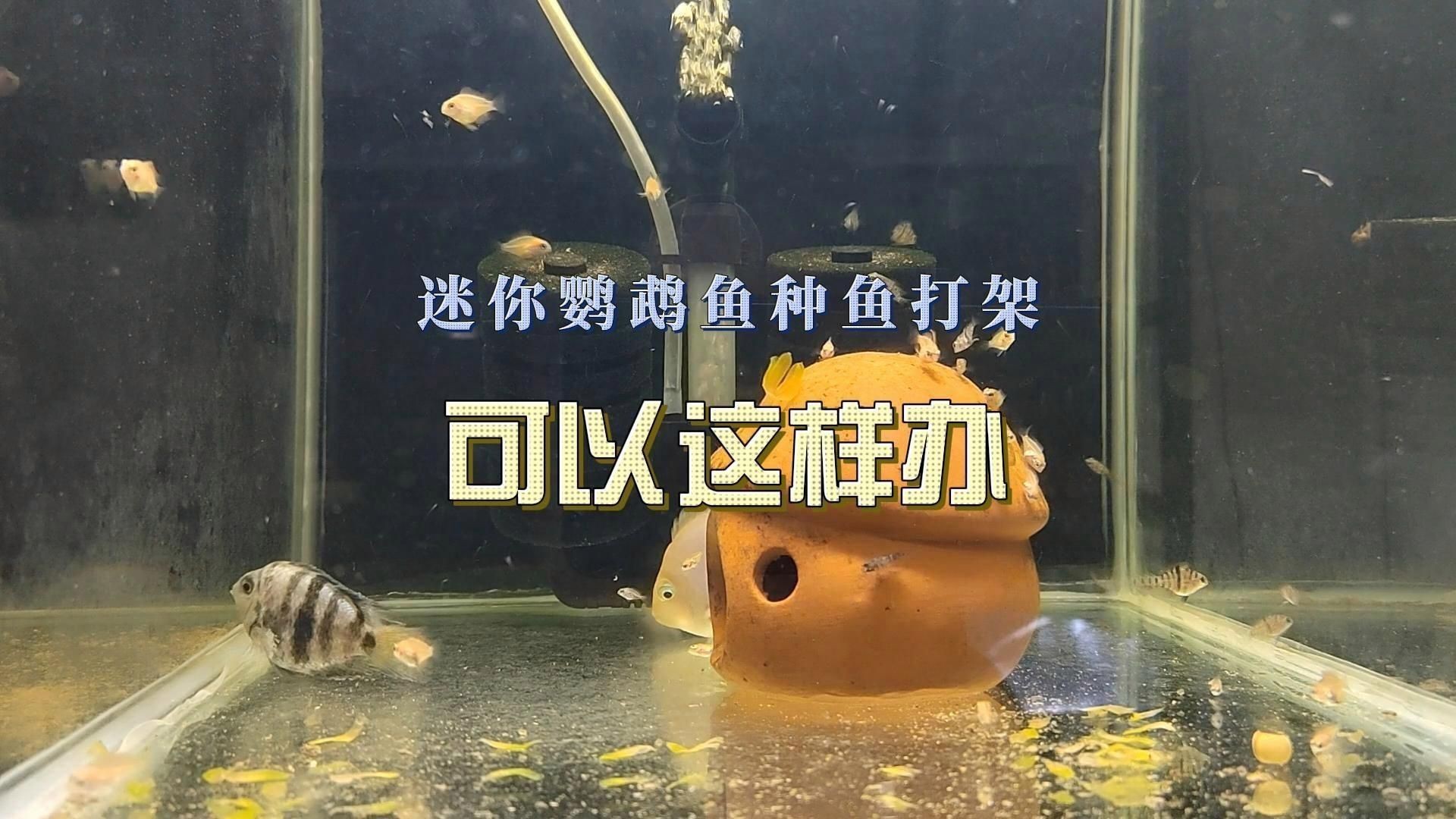 迷你鸚鵡魚一只總追另一只|迷你鸚鵡魚出現追逐行為怎么辦