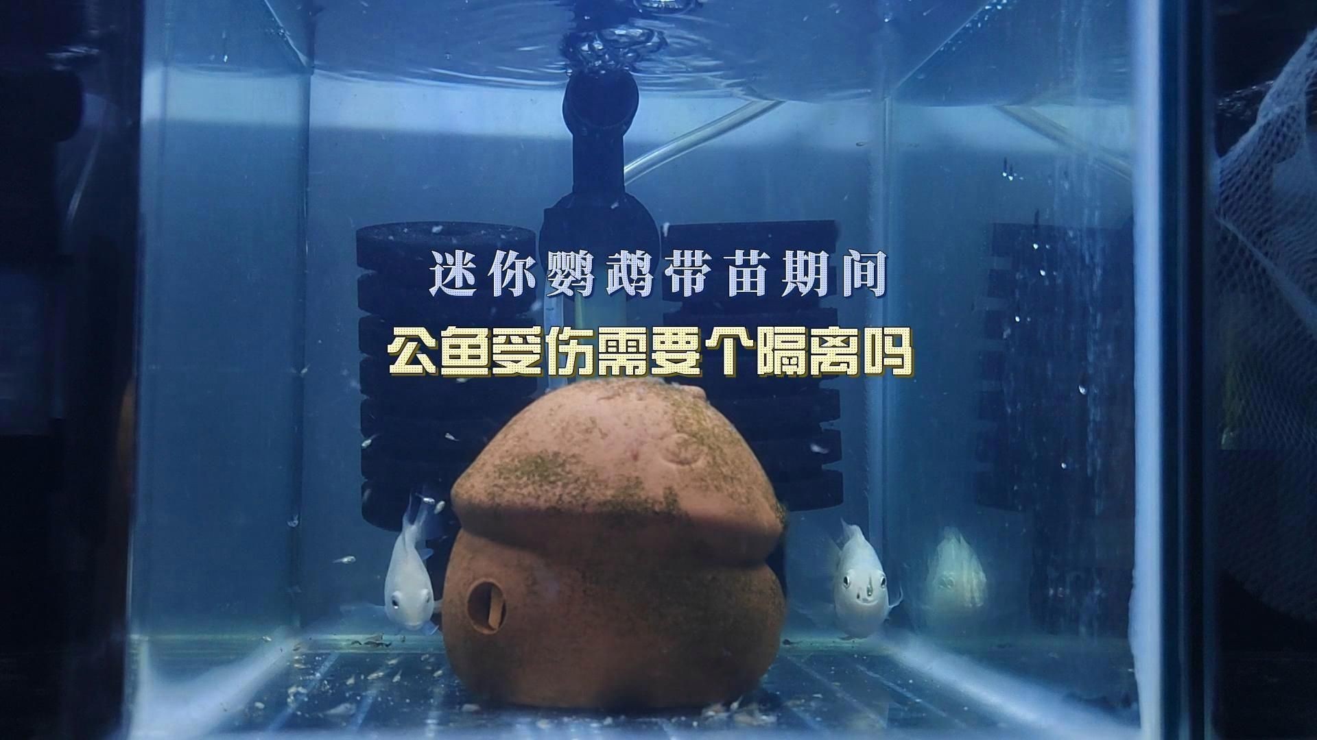 迷你鸚鵡魚一只總追另一只|迷你鸚鵡魚出現追逐行為怎么辦