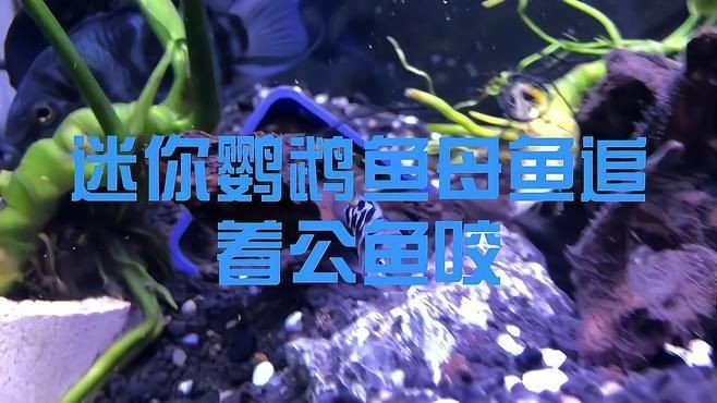 迷你鸚鵡魚一只總追另一只|迷你鸚鵡魚出現追逐行為怎么辦