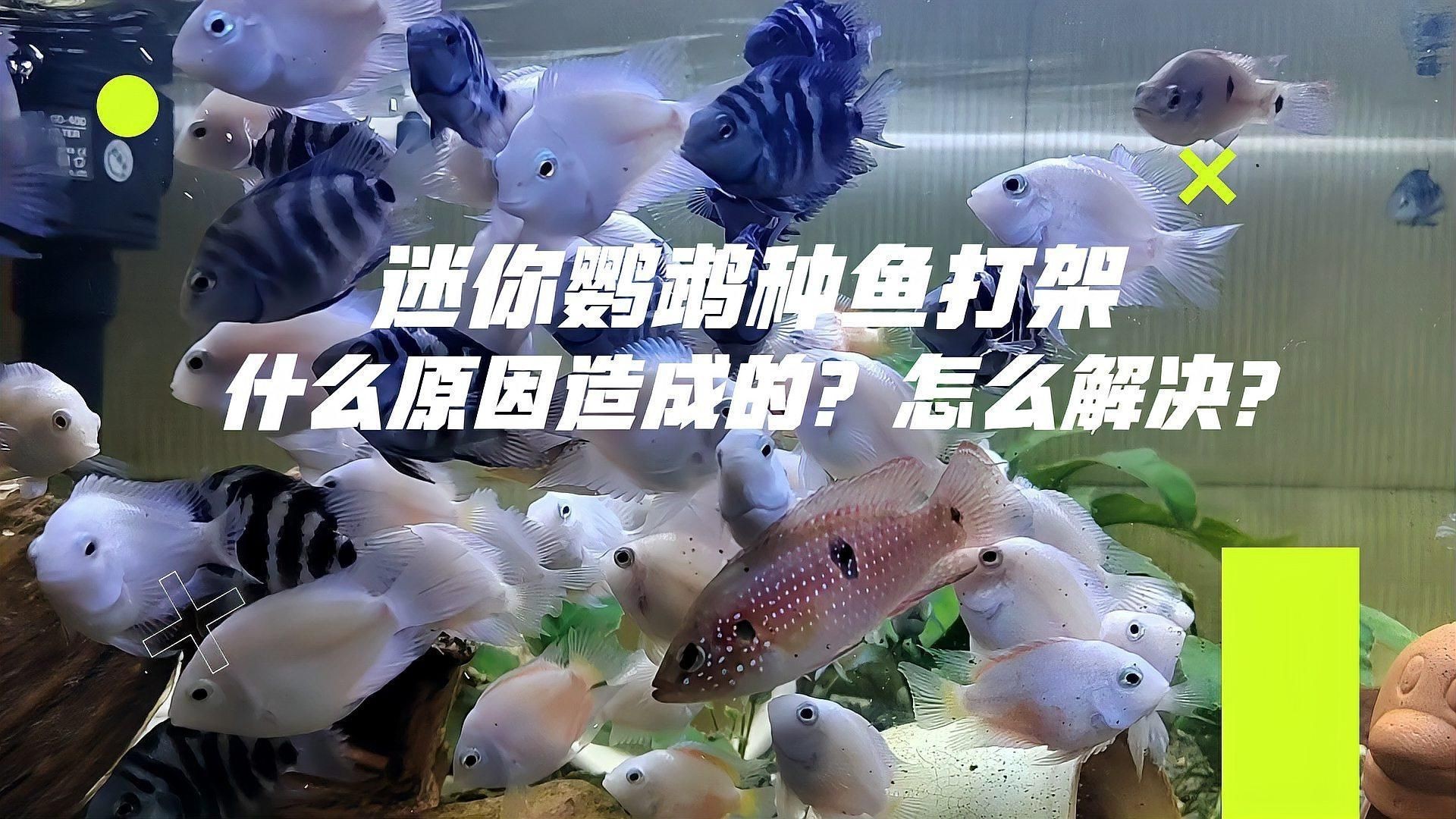 迷你鸚鵡魚一只總追另一只|迷你鸚鵡魚出現追逐行為怎么辦