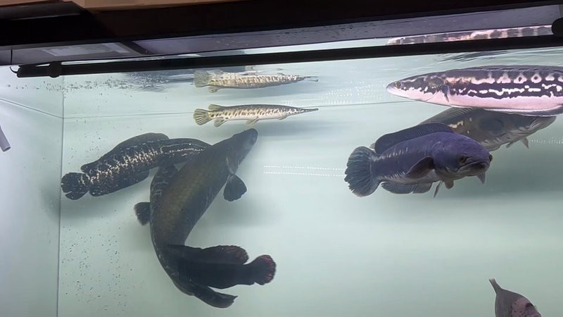 黑魚打得過雷龍魚嗎|國產蟒紋雷龍和大鉛筆魚誰更兇猛