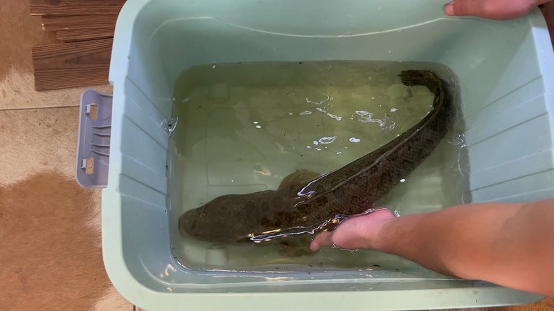 黑魚打得過雷龍魚嗎|國產蟒紋雷龍和大鉛筆魚誰更兇猛
