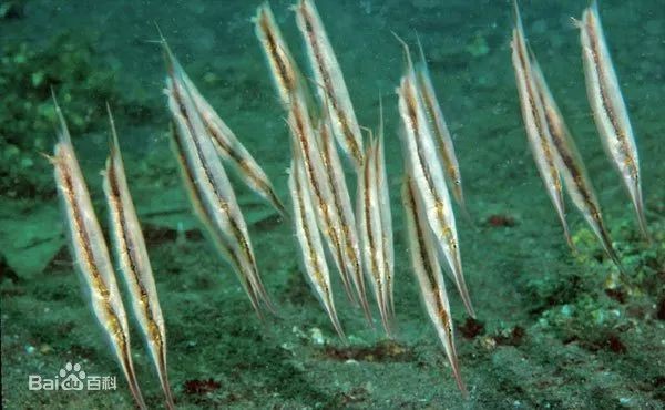 刀片魚介紹|傳說中的倒立姿態——刀片魚