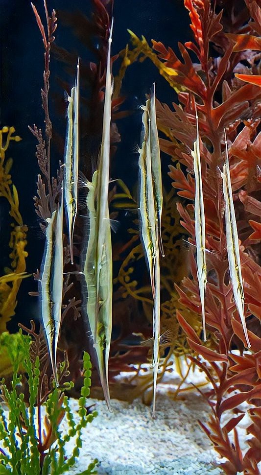 刀片魚介紹|傳說中的倒立姿態——刀片魚
