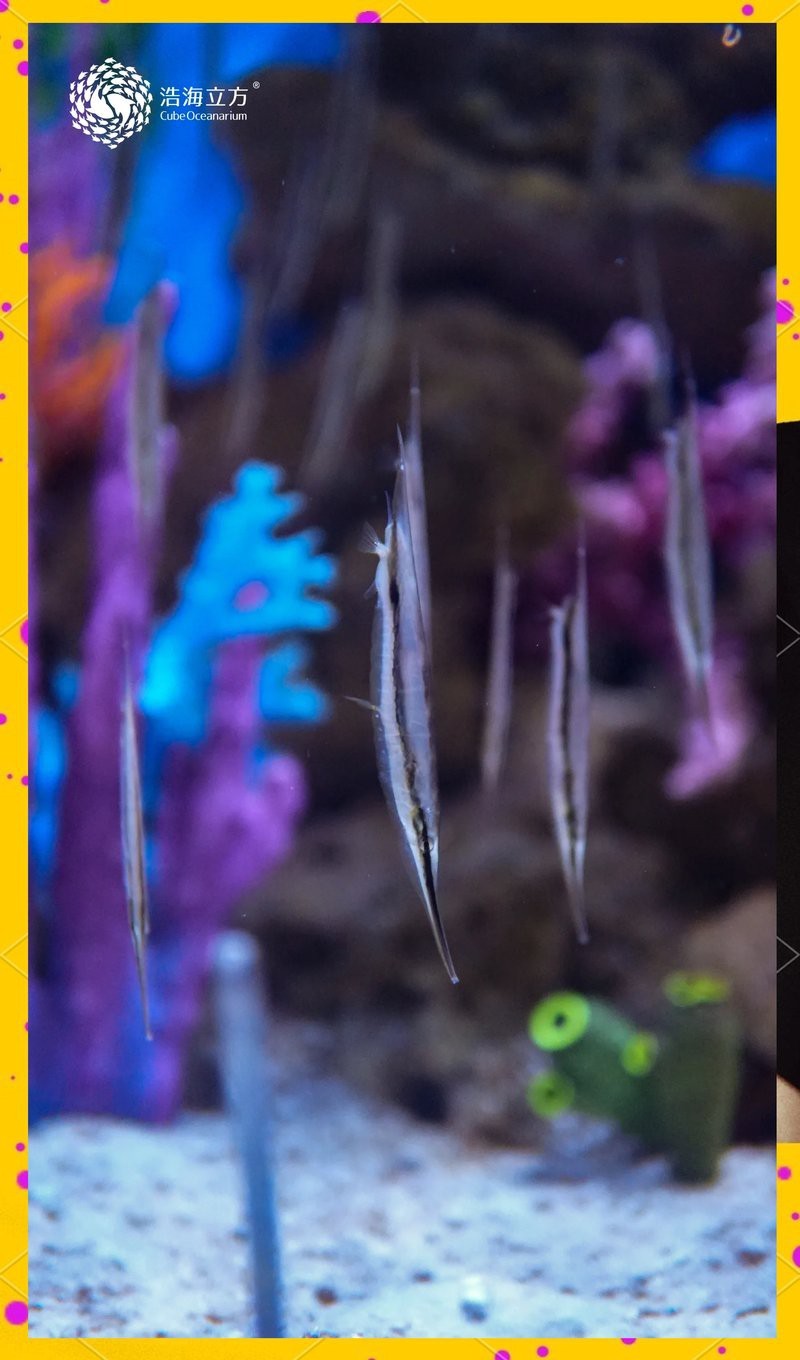 刀片魚介紹|傳說中的倒立姿態——刀片魚