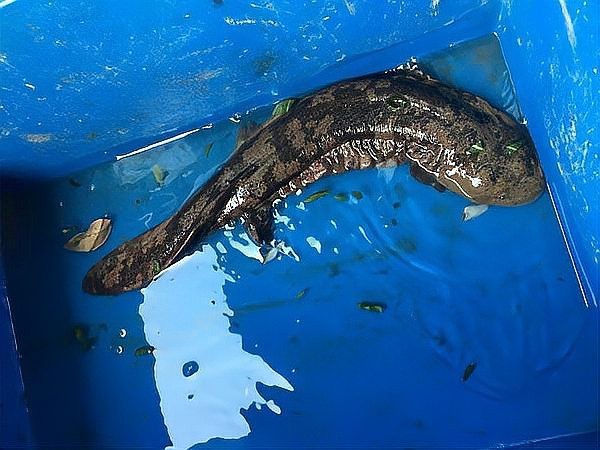 嘟嘟魚是什么魚|\