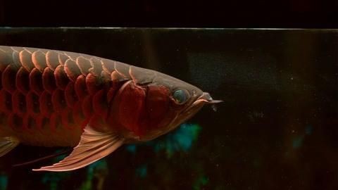 馬來(lái)西亞紅龍魚(yú)能紅嗎|帝龍阿輝