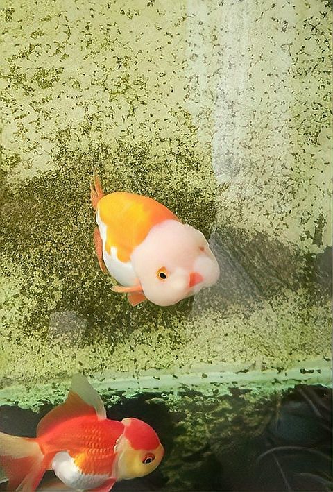 金魚(yú)1～12個(gè)月成長(zhǎng)圖|金魚(yú)1-12個(gè)月成長(zhǎng)變化的詳細(xì)分析