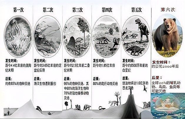 鯨滅絕名單|關于已滅絕鯨類及瀕危鯨種的綜合整理