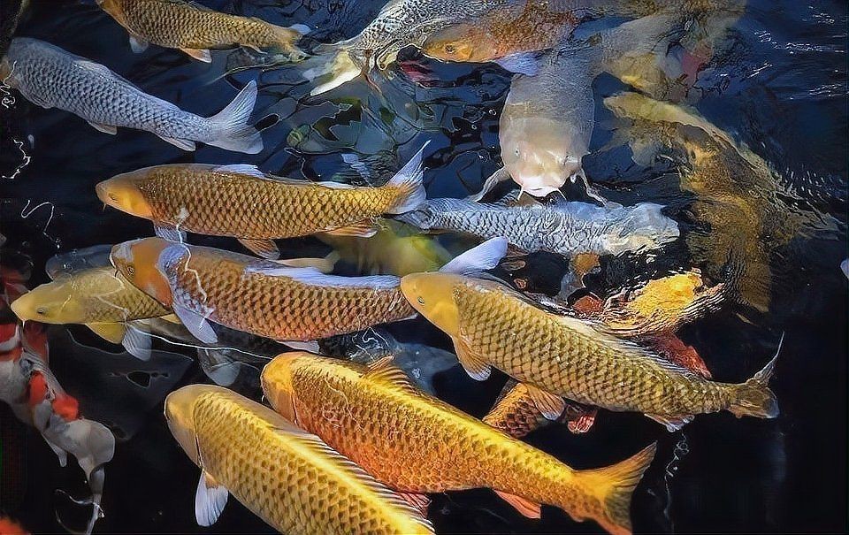錦鯉充血期間可以喂食嗎？|養魚大全,錦鯉充血應對攻略
