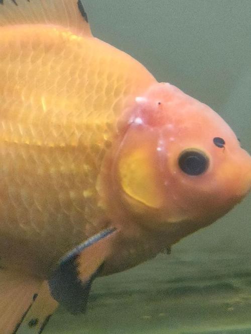 金魚白斑初期癥狀圖片|智能模式回答完成調用工具：百度健康