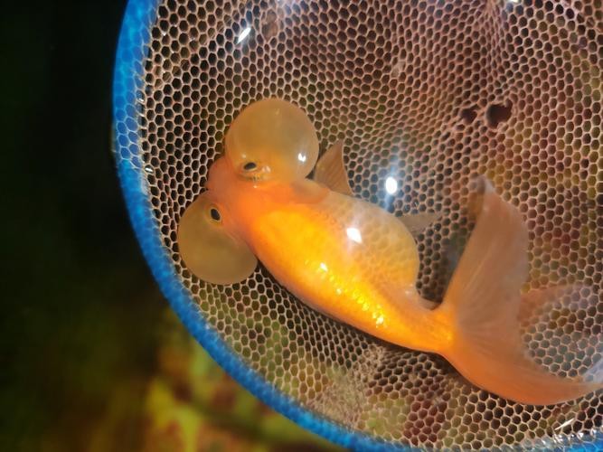 金魚白斑初期癥狀圖片|智能模式回答完成調用工具：百度健康