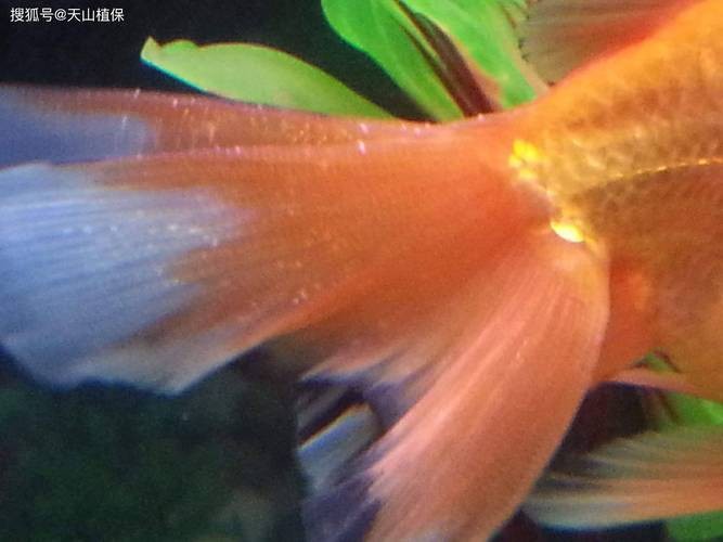 金魚白斑初期癥狀圖片|智能模式回答完成調用工具：百度健康