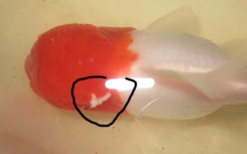金魚白斑初期癥狀圖片|智能模式回答完成調用工具：百度健康