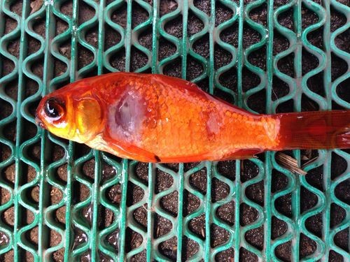 金魚白斑初期癥狀圖片|智能模式回答完成調用工具：百度健康