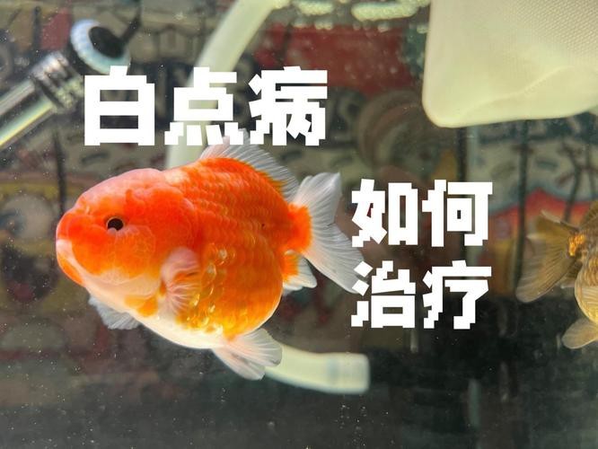 金魚白斑初期癥狀圖片|智能模式回答完成調用工具：百度健康