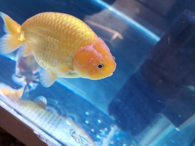 金魚白斑初期癥狀圖片|智能模式回答完成調用工具：百度健康