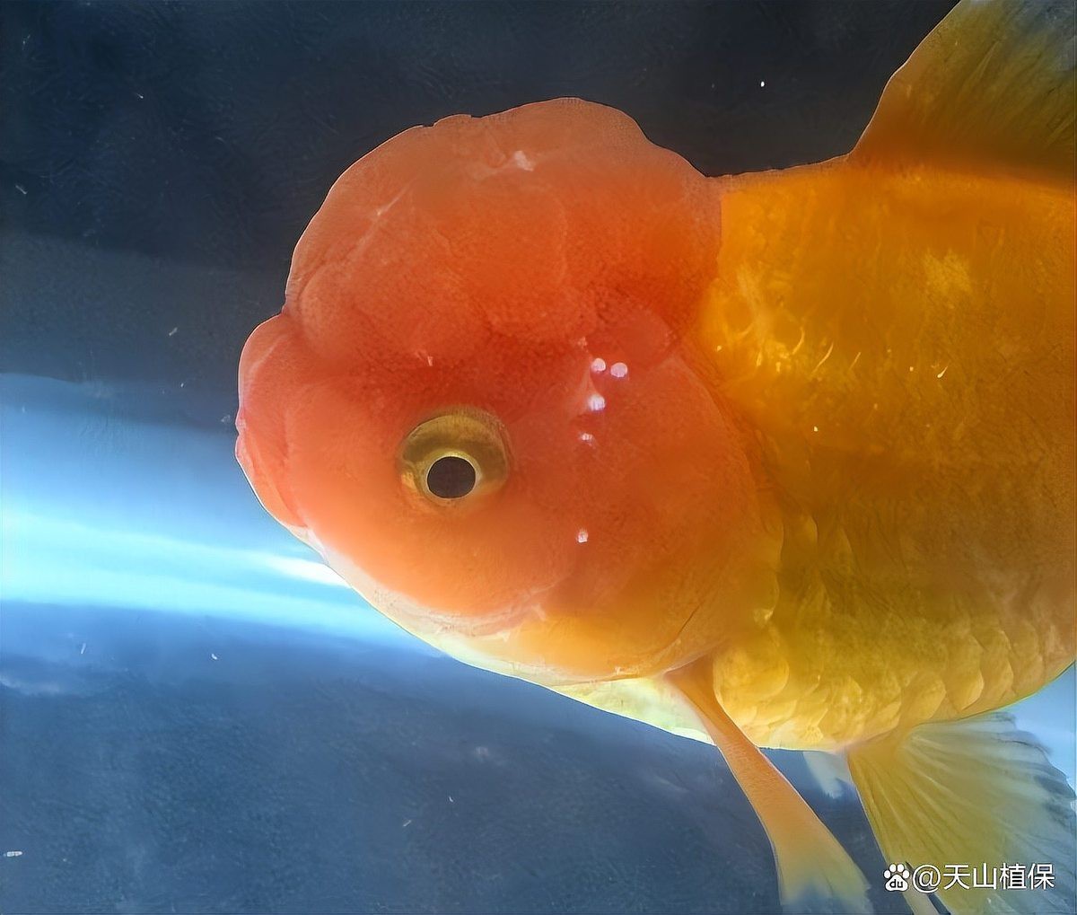 金魚白斑初期癥狀圖片|智能模式回答完成調用工具：百度健康