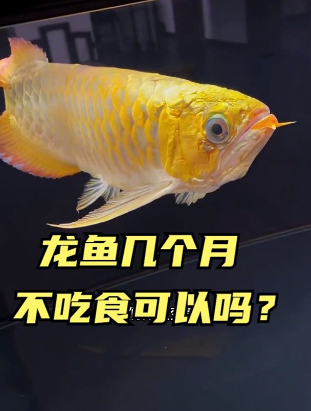 龍魚多久不喂會餓死？|龍魚不吃東西多久不吃會餓死