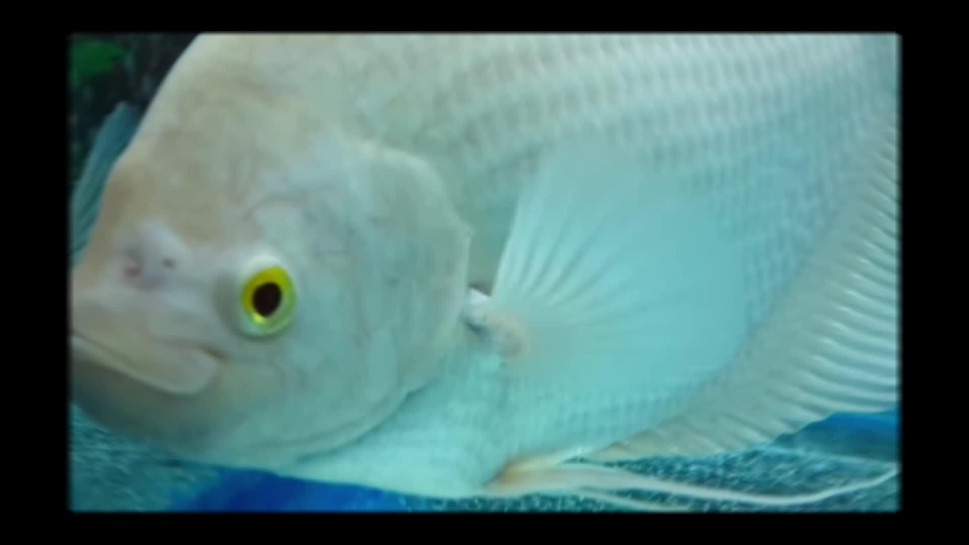 如何區分不同種類的招財魚？|招財魚有哪些種類
